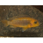 Iodotropheus Sprengerae